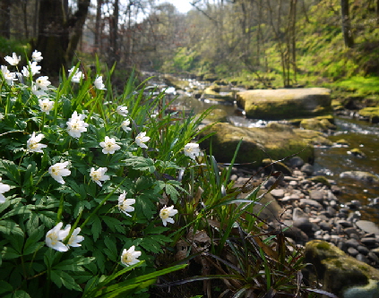 Wood Anemones, Hardcastle Crags, Hebden Bridge