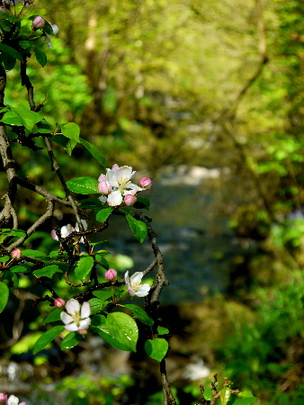 Cherry Blossom, Hardcastle Crags